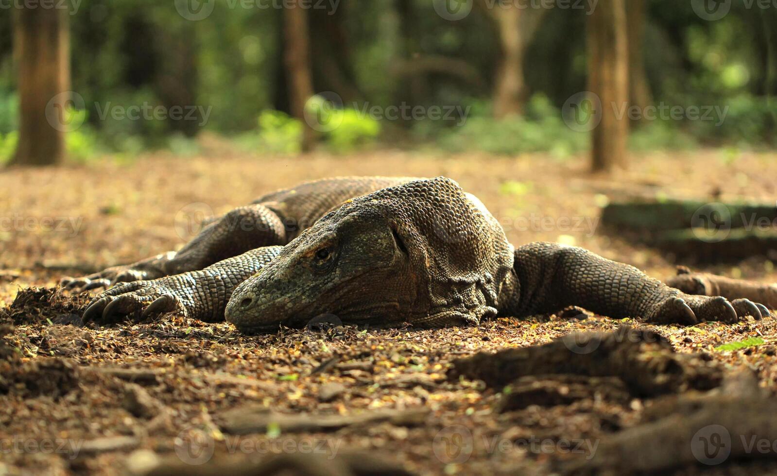 komodo draak Aan strand, komodo eiland, oosten- nusa tenggara, Indonesië foto