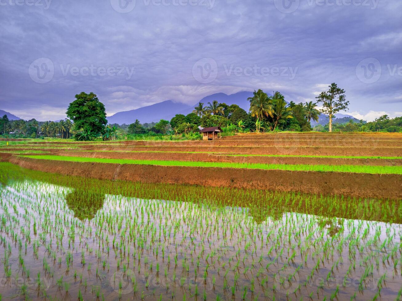 mooi ochtend- visie van Indonesië van bergen en tropisch Woud foto