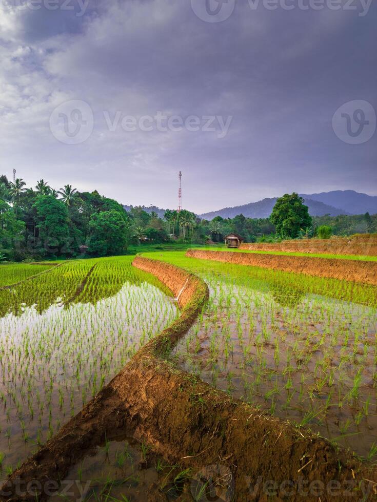 mooi ochtend- visie van Indonesië van bergen en tropisch Woud foto