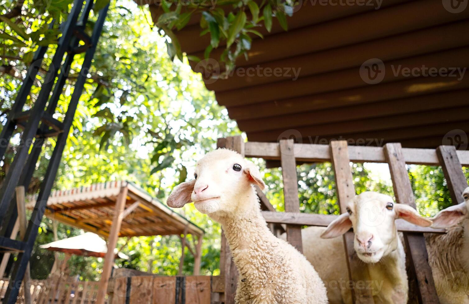 schattig weinig lam. dier portret. foto