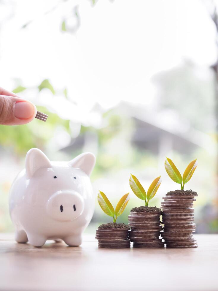 dichtbij omhoog hand- zetten munt in varkentje bank en planten groeit omhoog Aan stack van munten. de concept van besparing geld, financieel, investering en bedrijf groeien. foto