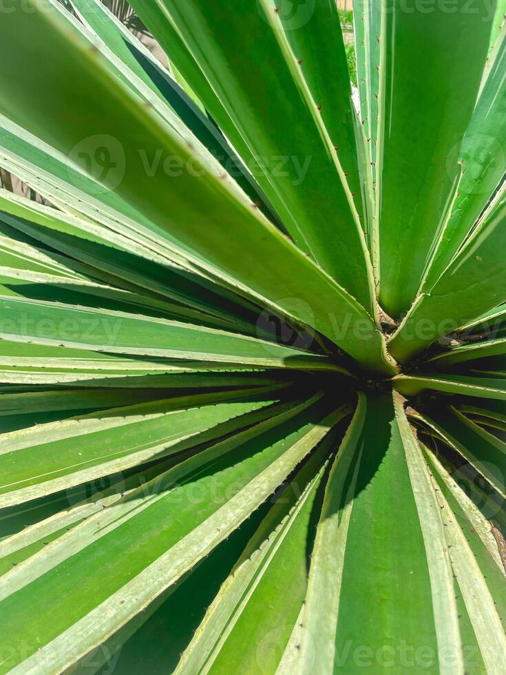 abstract foto van een groot blad in de Woud in Brazilië.