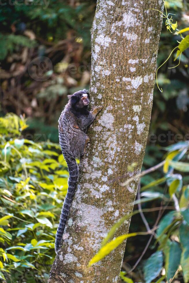 sagui aap in de wild, in de platteland van sao paulo Brazilië. foto