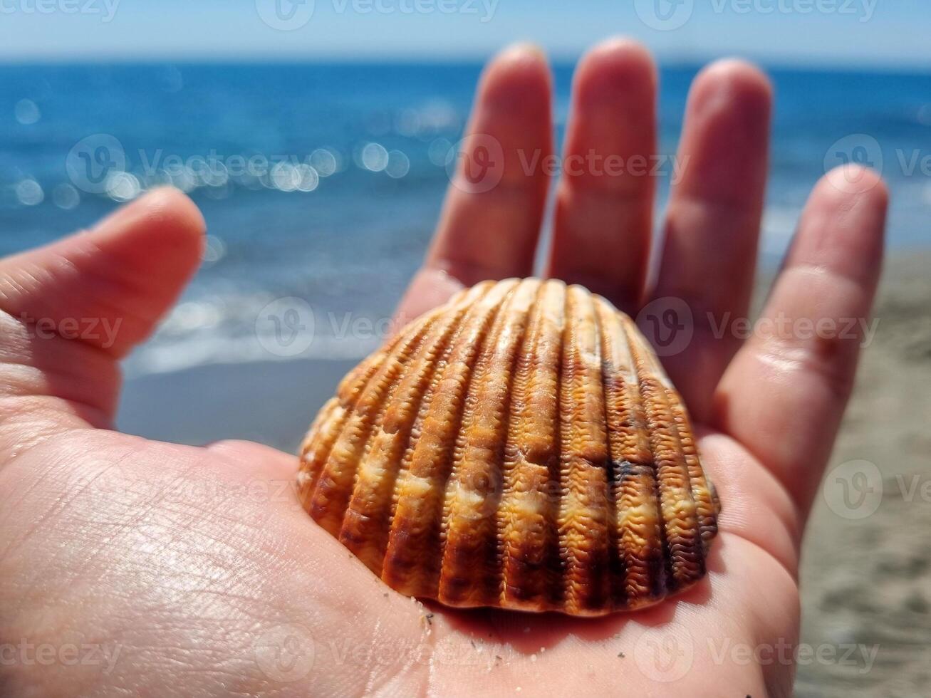 reizen concept, een hand- Holding een schelp met de strand in de achtergrond foto