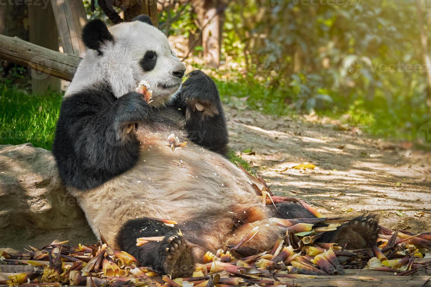 reusachtig panda beer in China foto