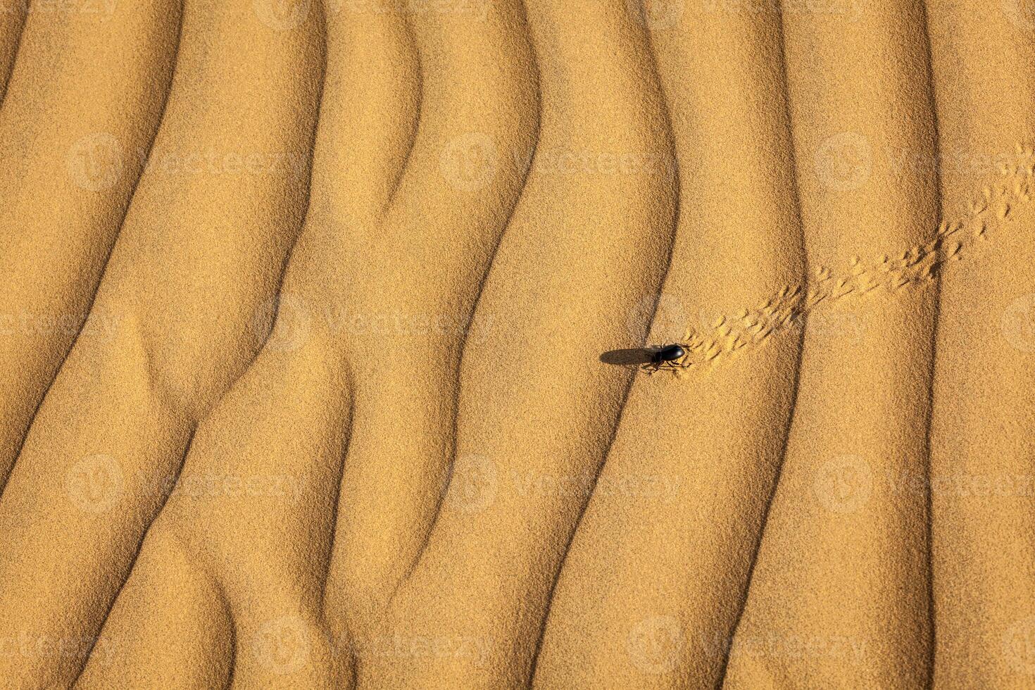 scarabee scarabaeus kever Aan woestijn zand foto
