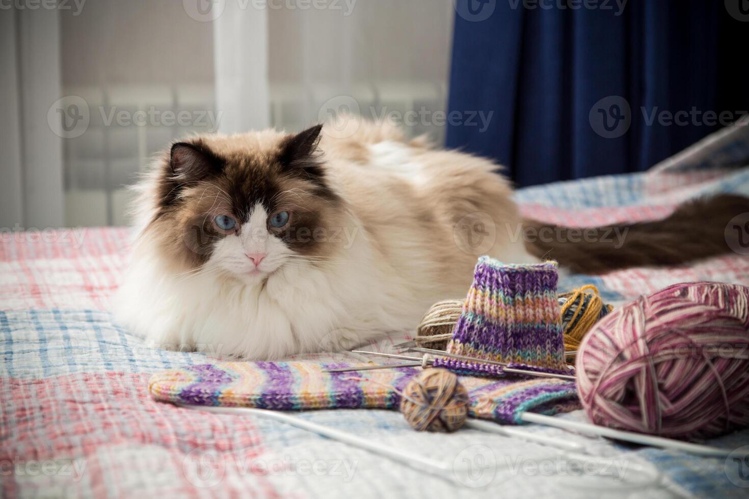 gekleurde draden, breiwerk naalden en andere items voor hand- breiwerk en een schattig huiselijk kat lappenpop foto