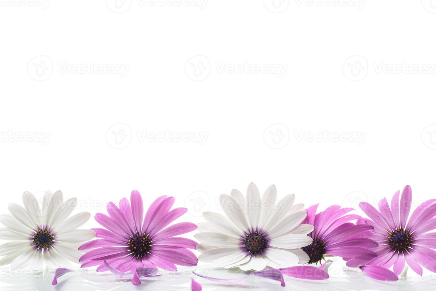 mooi wit en Purper osteospermum bloemen Aan wit achtergrond foto