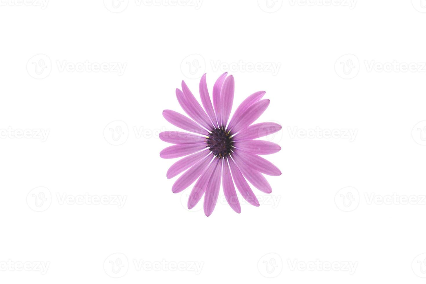 mooi wit en Purper osteospermum bloemen Aan wit achtergrond foto