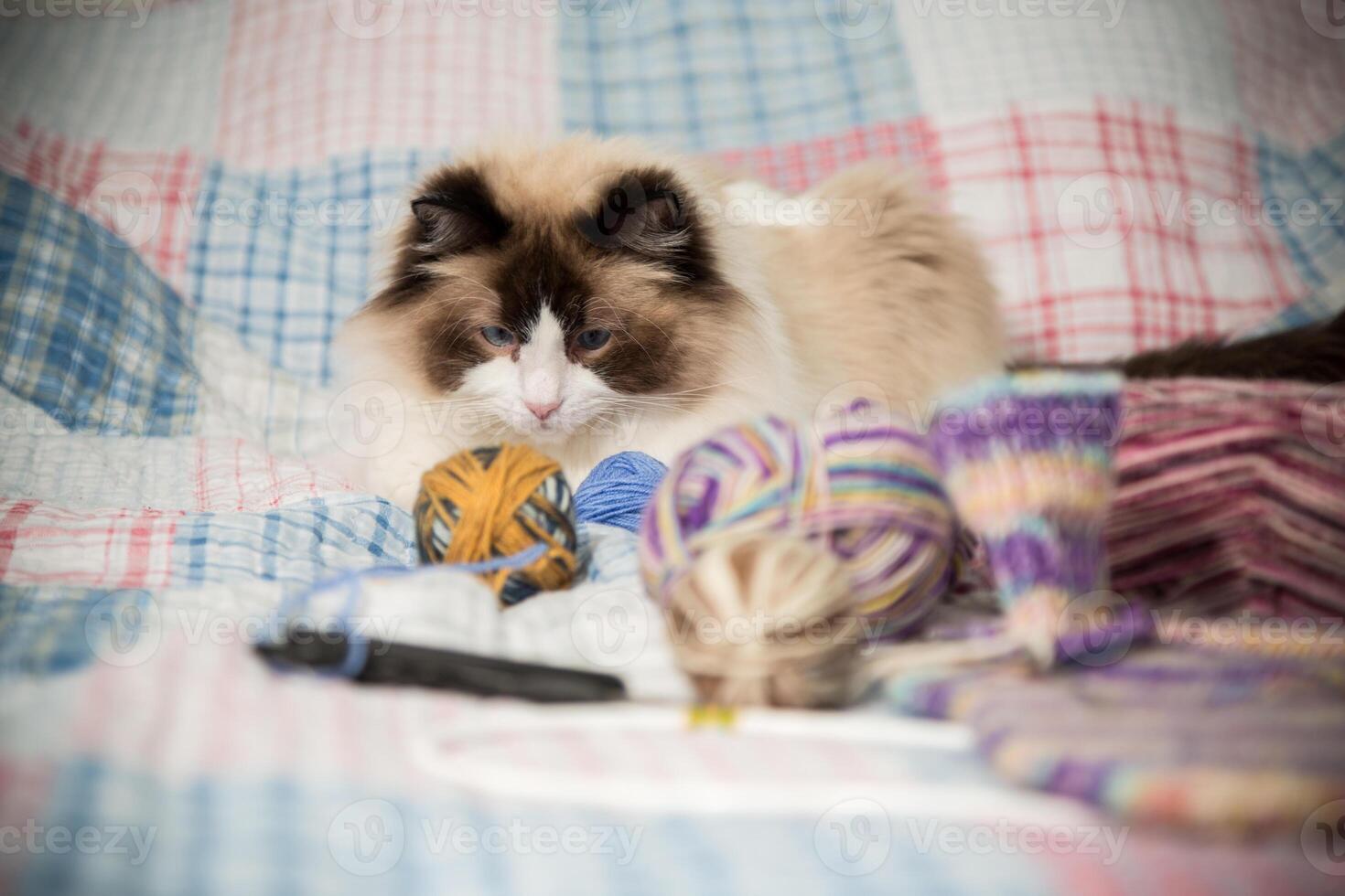 gekleurde draden, breiwerk naalden en andere items voor hand- breiwerk en een schattig huiselijk kat lappenpop foto