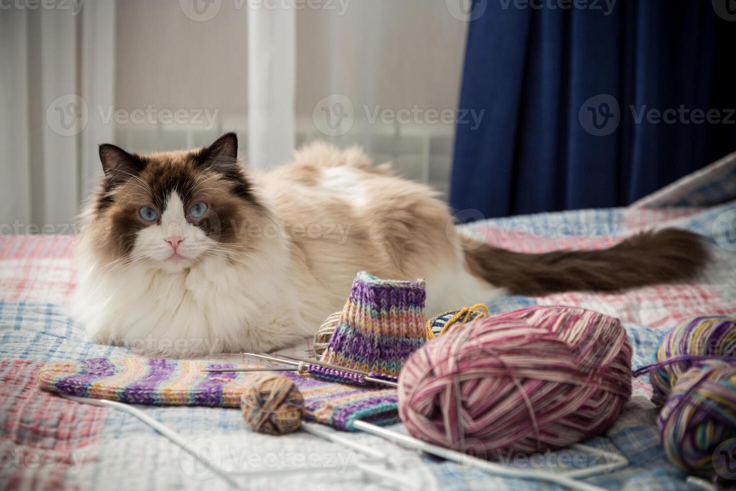 gekleurde draden, breiwerk naalden en andere items voor hand- breiwerk en een schattig huiselijk kat lappenpop foto
