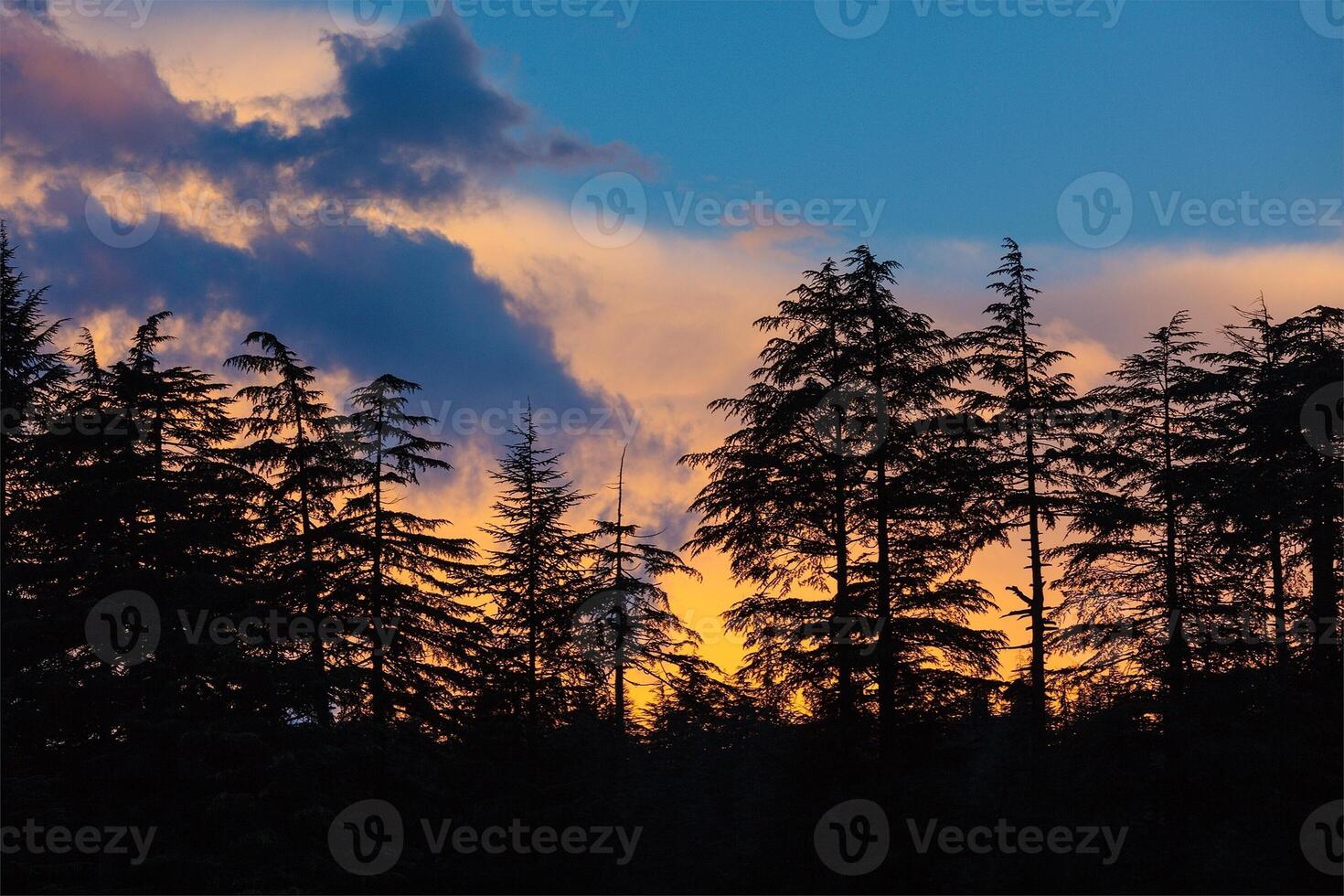 silhouetten van bomen Aan zonsondergang foto