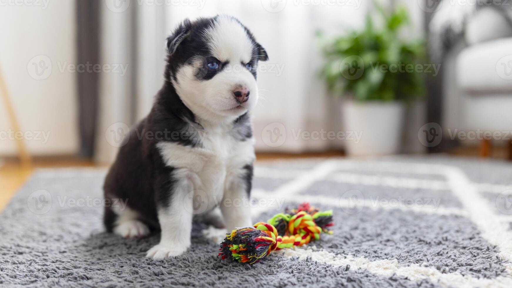 schor puppy met blauw ogen zittend Aan grijs tapijt met kleurrijk touw speelgoed- foto