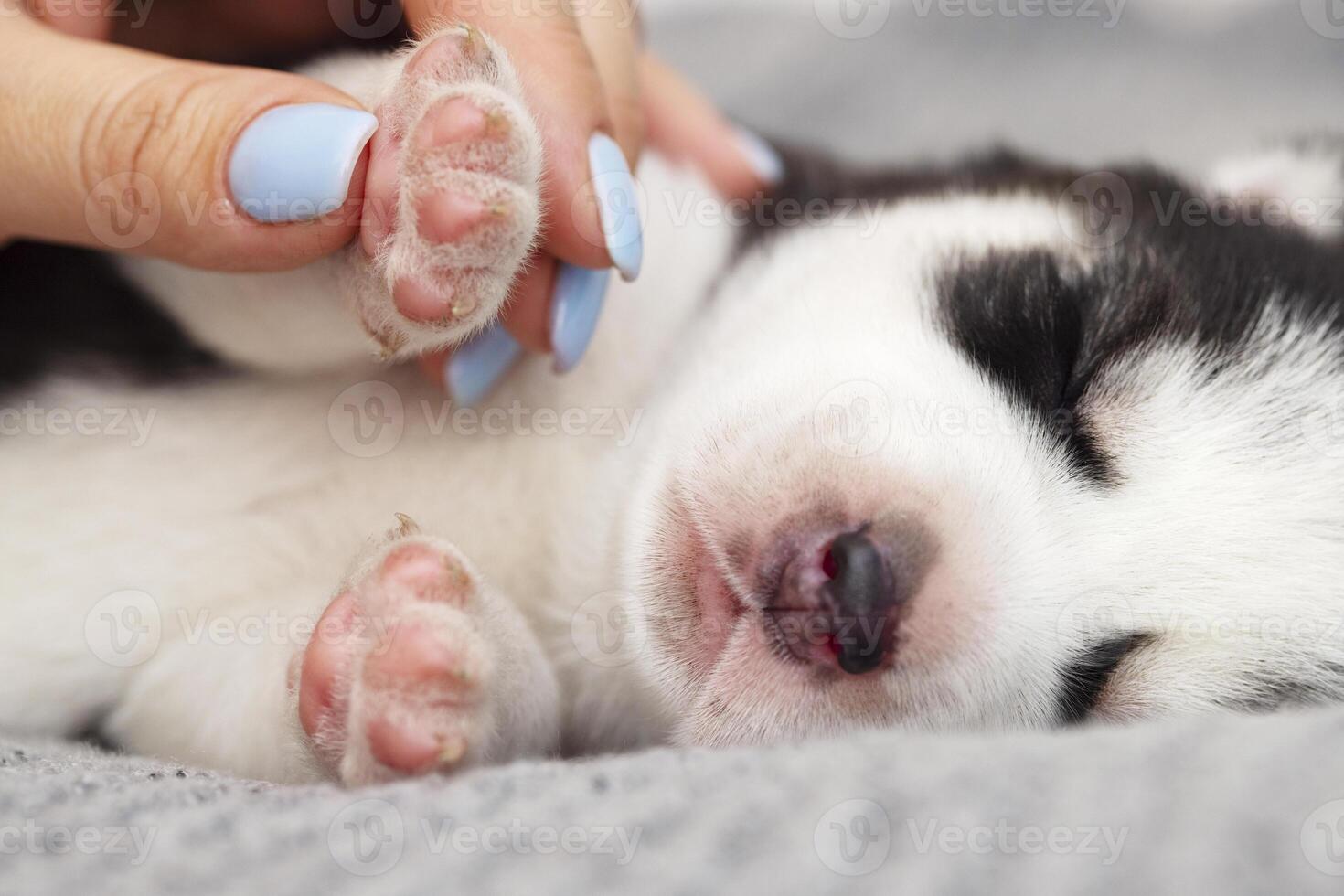 puppy slapen vredig gehouden door menselijk hand- foto