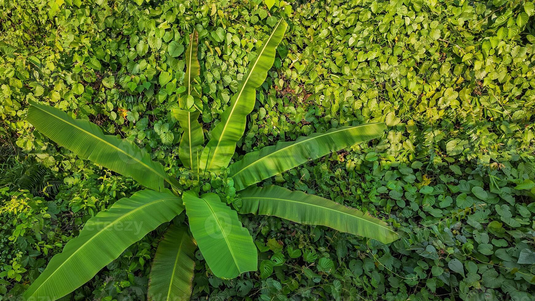 tropisch banaan fabriek spruit natuur achtergrond foto
