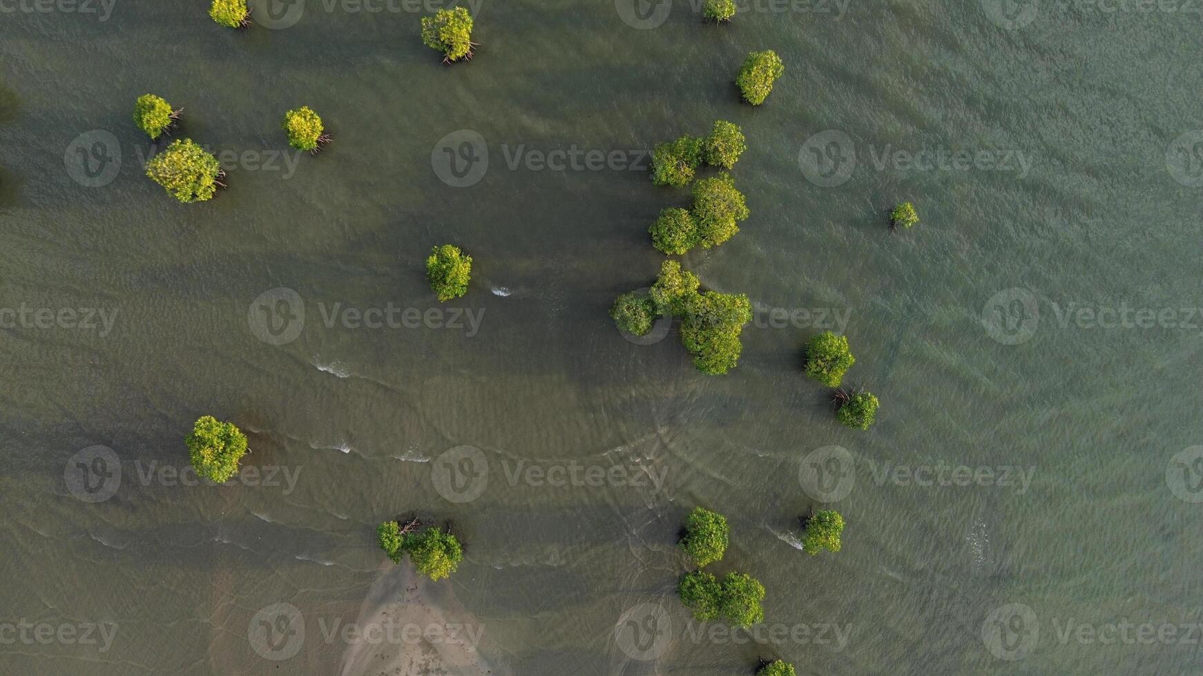 antenne visie van mangrove bomen in de zee, Indonesië foto