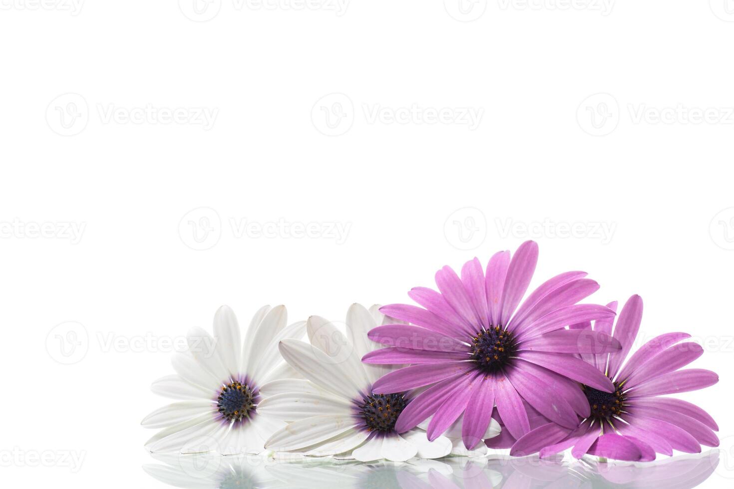 mooi wit en Purper osteospermum bloemen Aan wit achtergrond foto