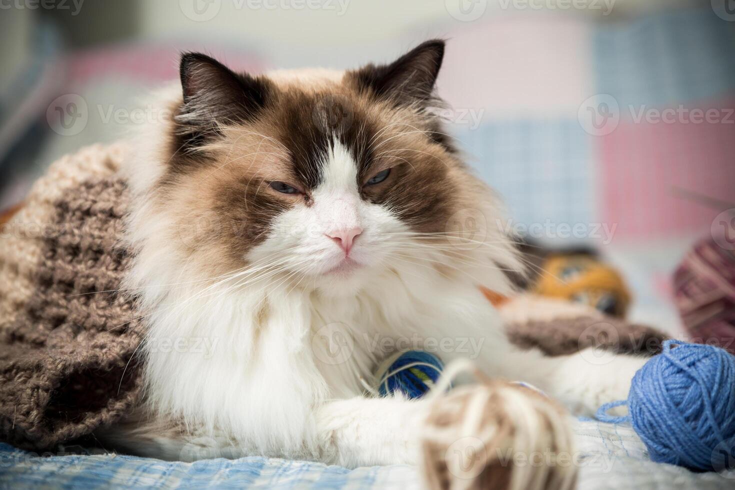 gekleurde draden, breiwerk naalden en andere items voor hand- breiwerk en een schattig huiselijk kat lappenpop foto