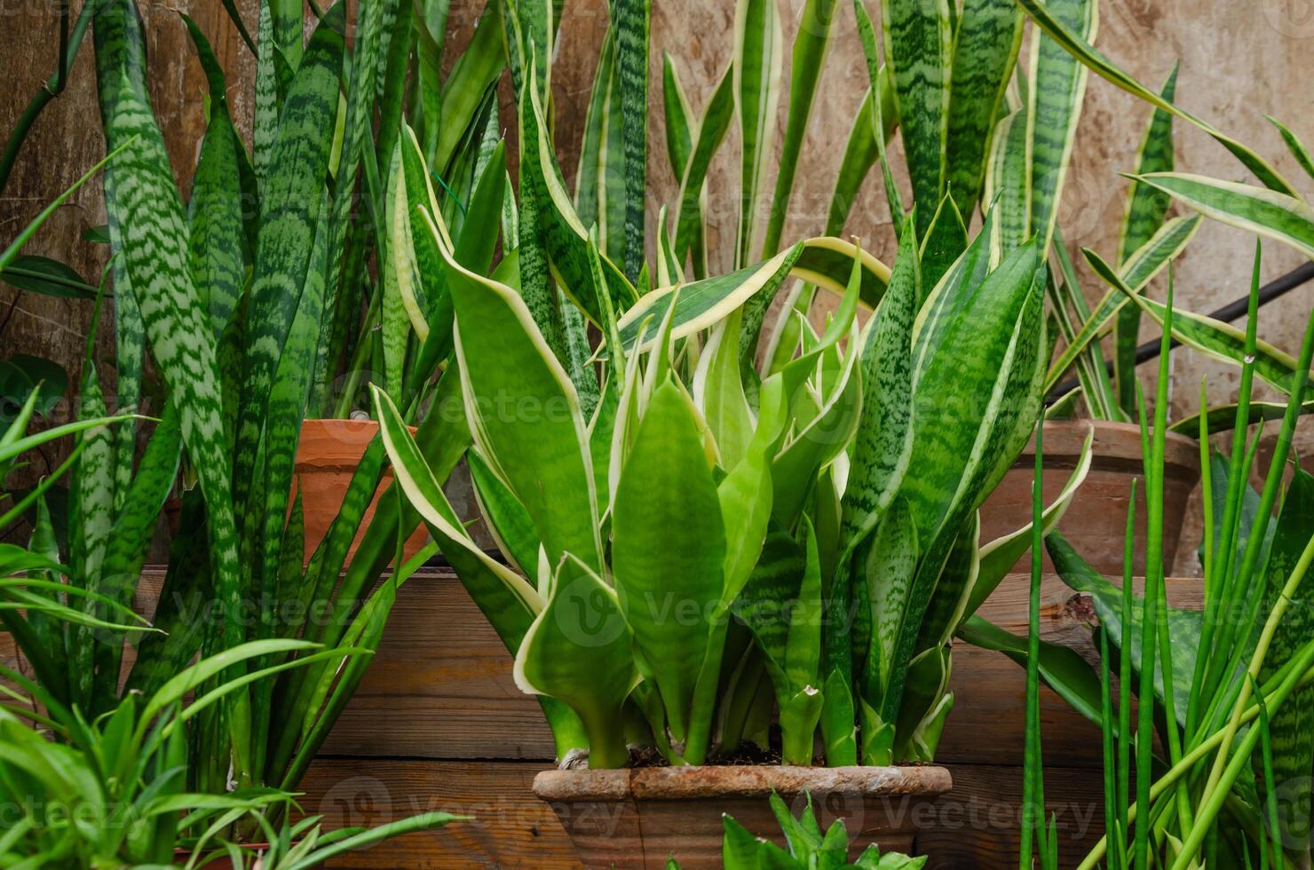 sansevieria in een pot huis bloem foto