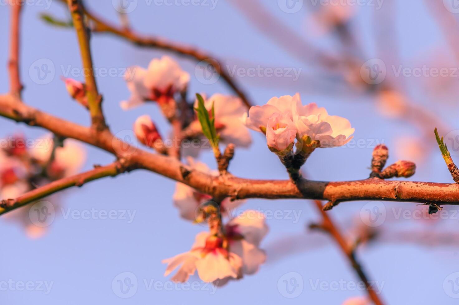 extreem detailopname van roze amandel bloesems tegen blauw lucht - selectief focus 8 foto