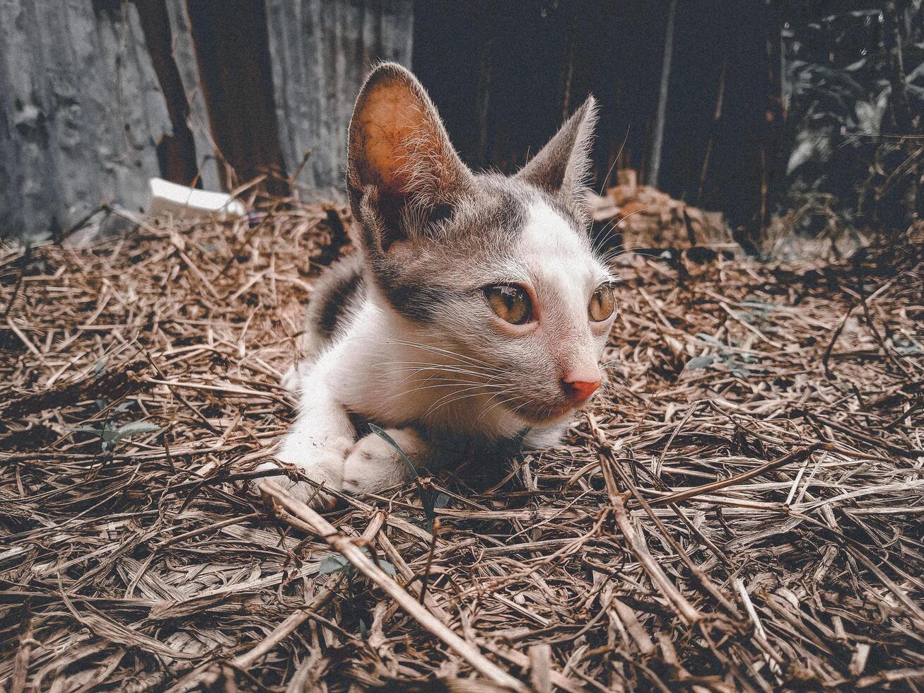 nadenkend zwart en wit kat portret foto