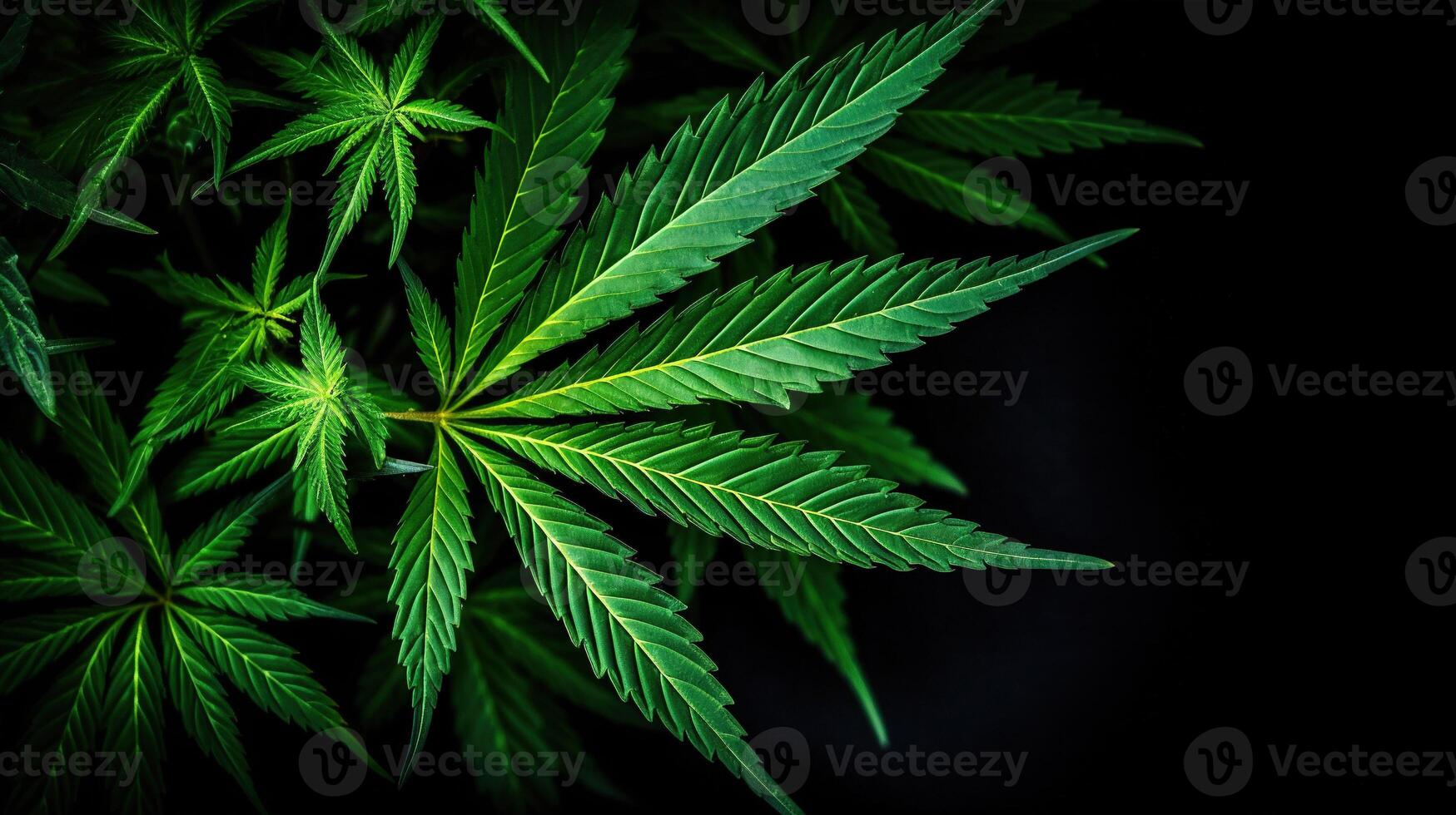 ai gegenereerd groen hennep blad dichtbij omhoog Aan zwart achtergrond met zonlicht en gloed. medisch marihuana teelt. kopiëren ruimte foto