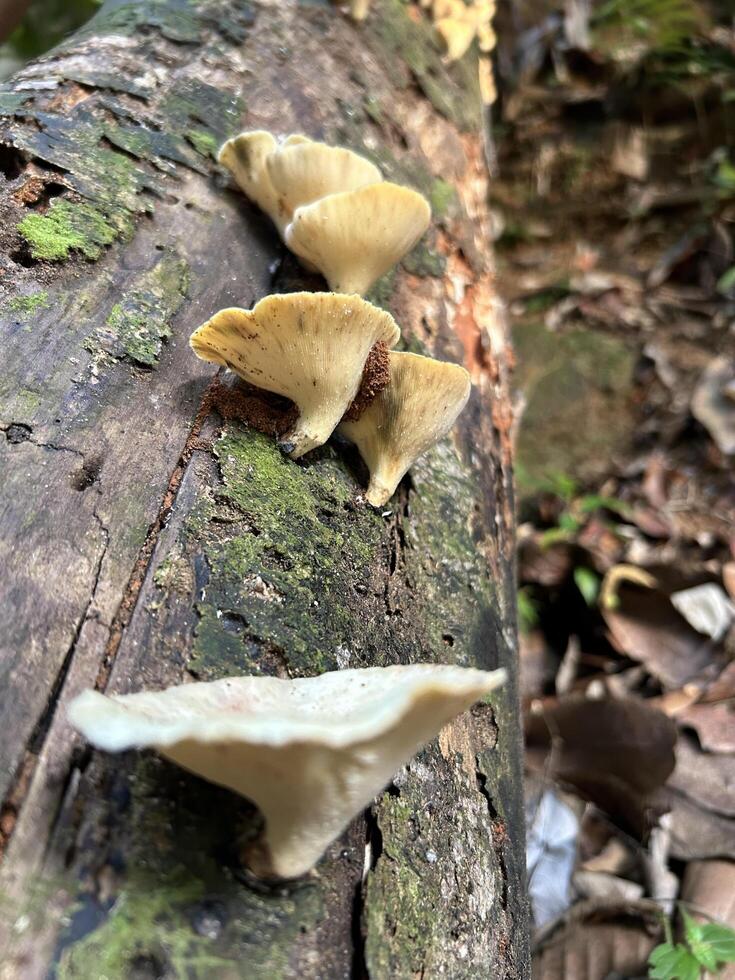 wild champignons groeit Aan boom schors in zonlicht foto