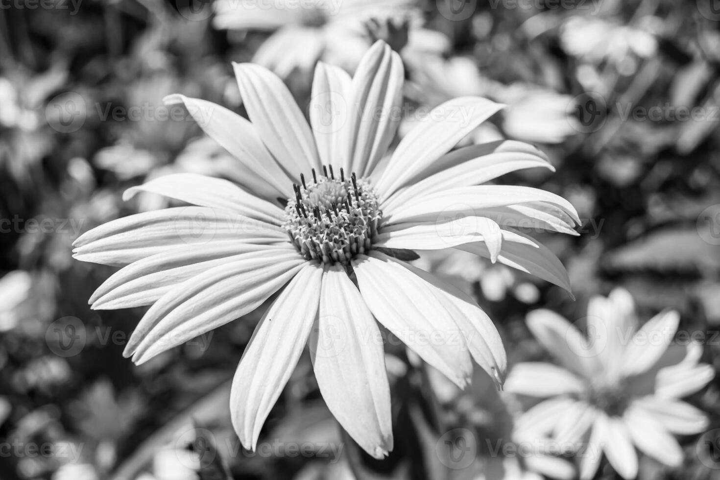 prima wild groeit bloem aster false zonnebloem Aan achtergrond weide foto