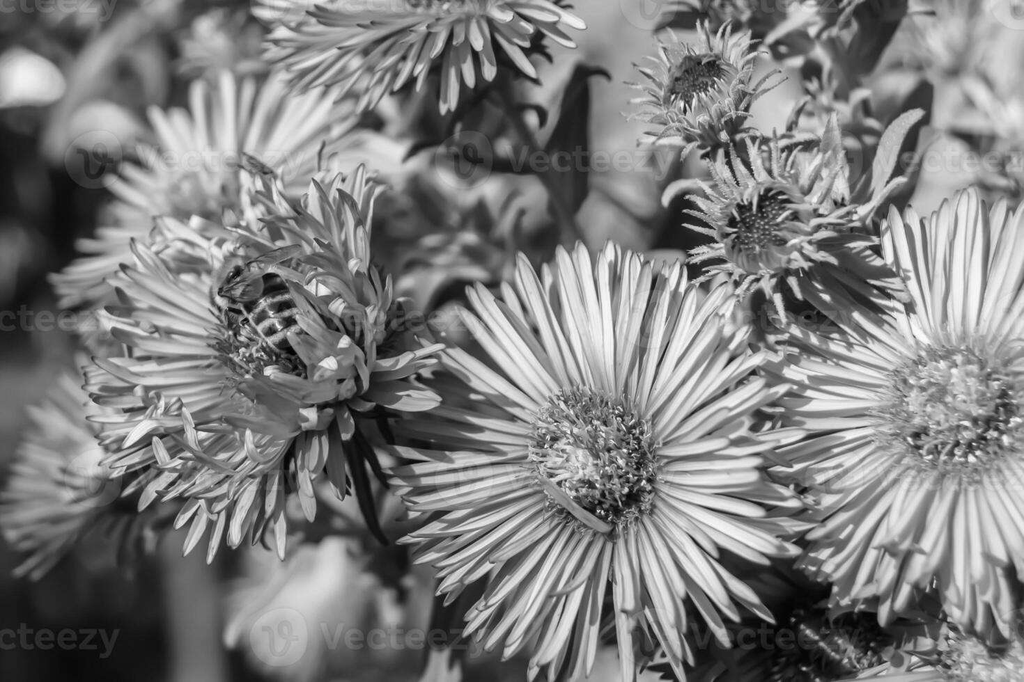 mooi wild bloem gevleugeld bij Aan achtergrond gebladerte weide foto