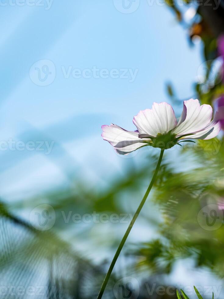 mooi kosmos bloem in de tuin foto