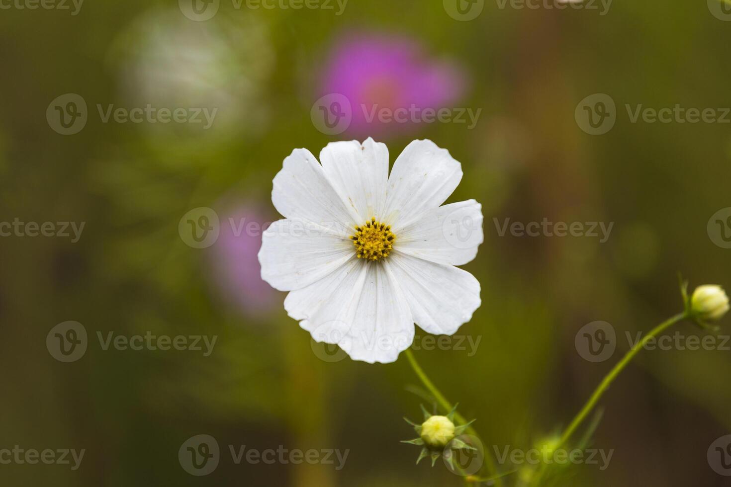 witte kosmosbloem foto