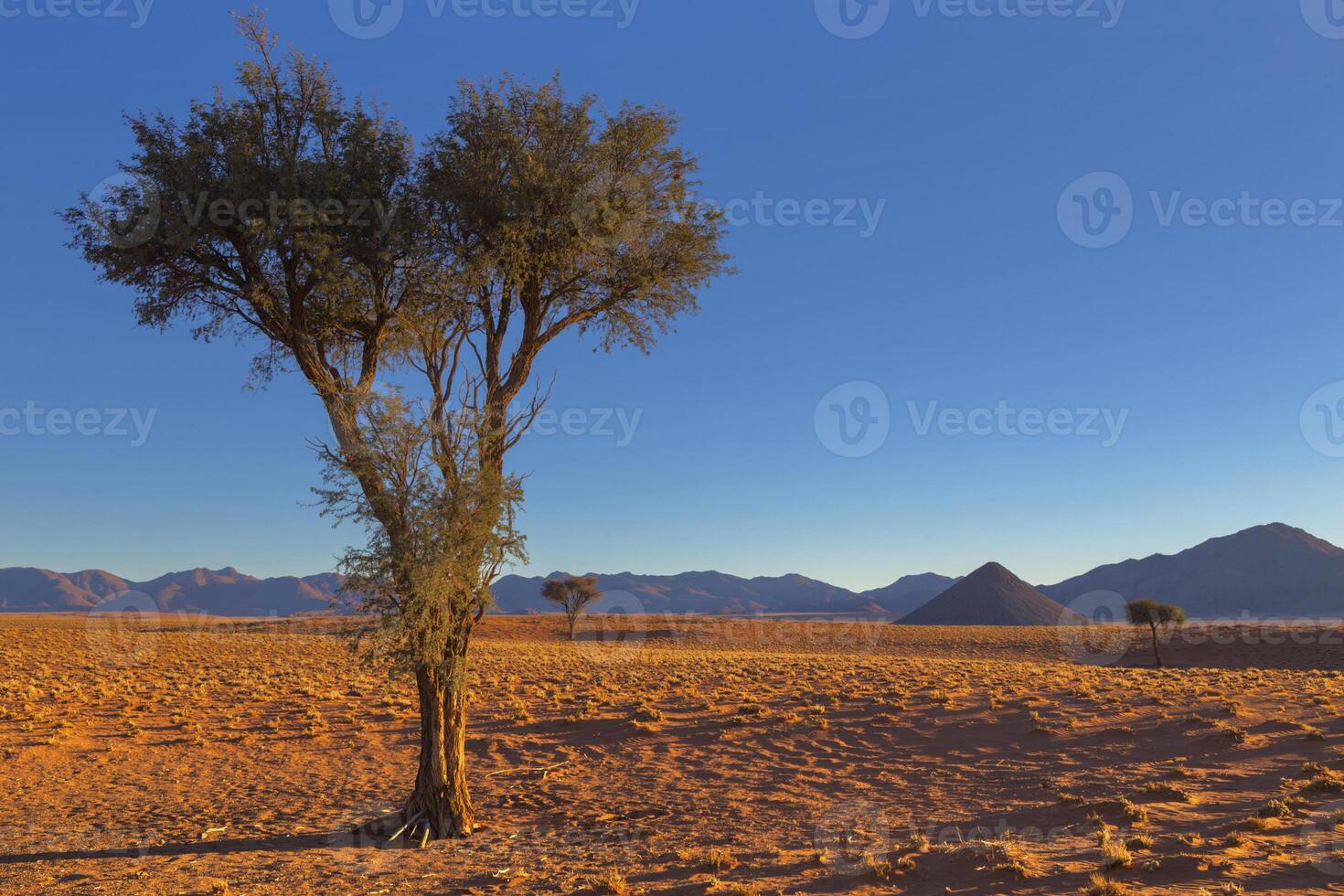 kameeldoorn boom in droog land foto