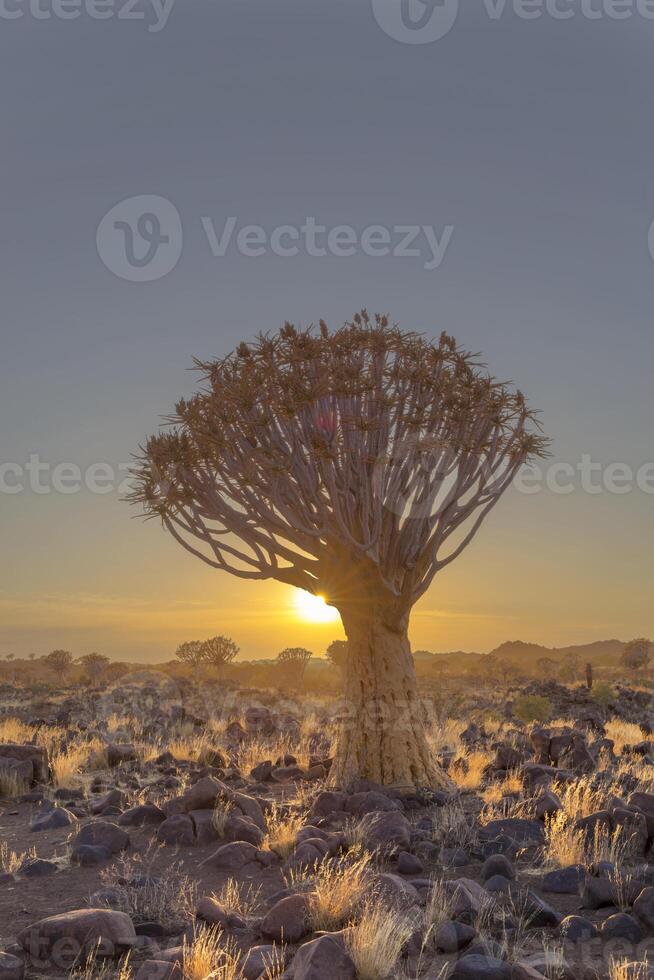 zon starburst Bij zonsopkomst achter een Pijlkoker boom foto