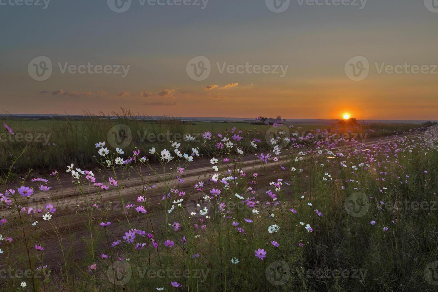 kosmos bloemen De volgende naar de aarde weg Bij zonsondergang foto