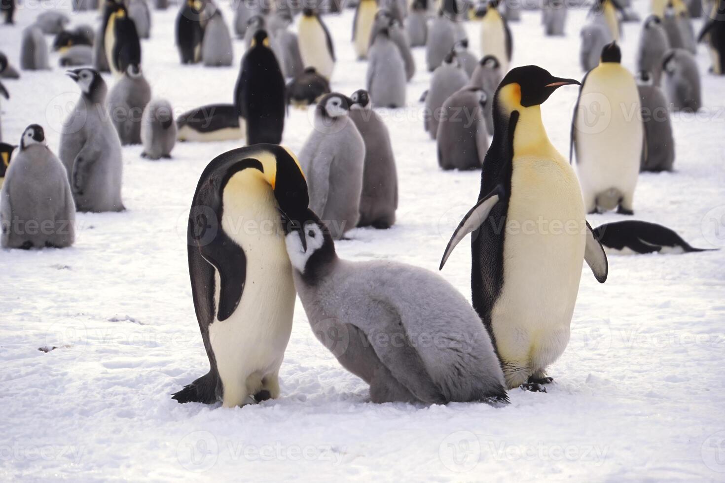 jeugdig keizer pinguïn, aptenodyten forsteri, wezen gevoed in de kolonie in de buurt de Brits haley antarctisch station, atka baai, weddell zee, antarctica foto