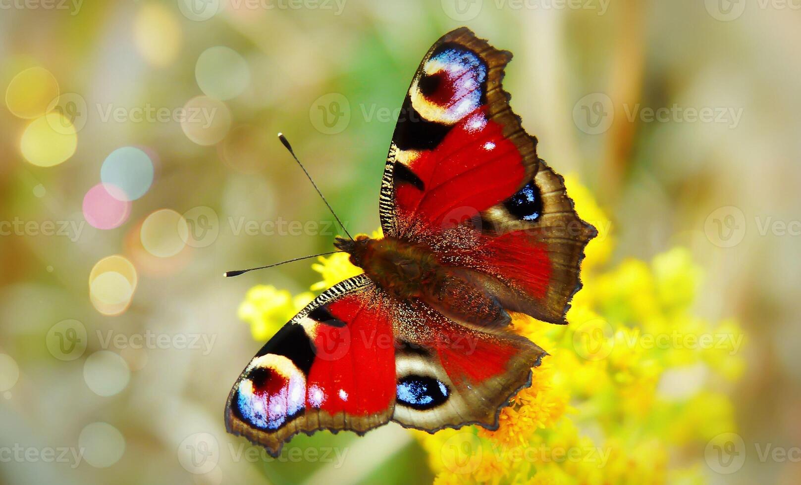 mooi en kleurrijk vlinder Aan de bloem foto