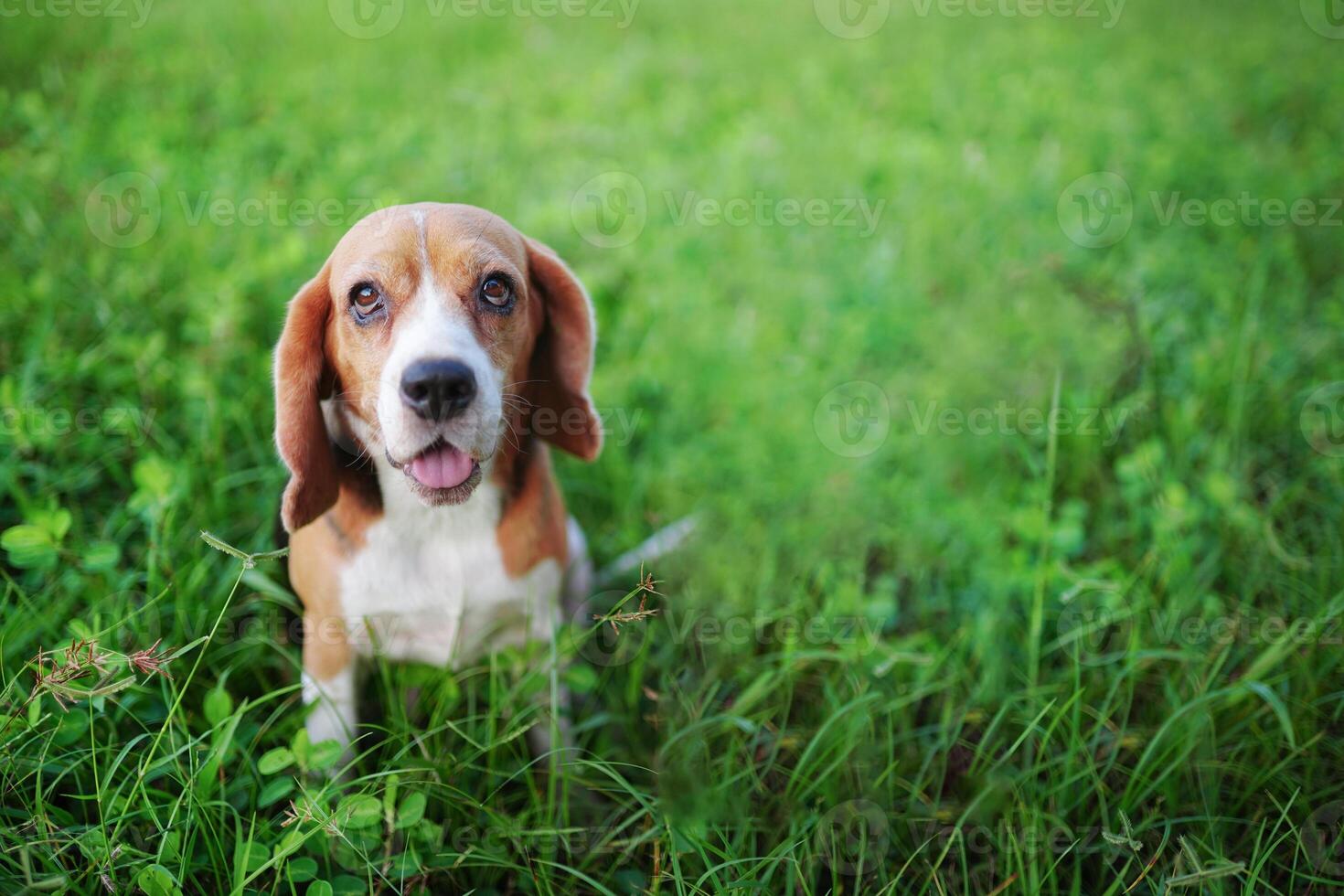 portret van schattig driekleuren brak hond zittend Aan de gras veld- buitenshuis ,focus Aan oog met een Ondiep diepte van veld. foto