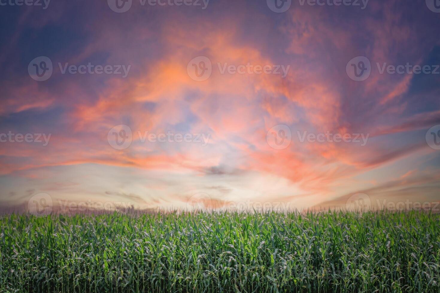 zonsopkomst over- een veld- van maïs Aan een zuivel boerderij foto