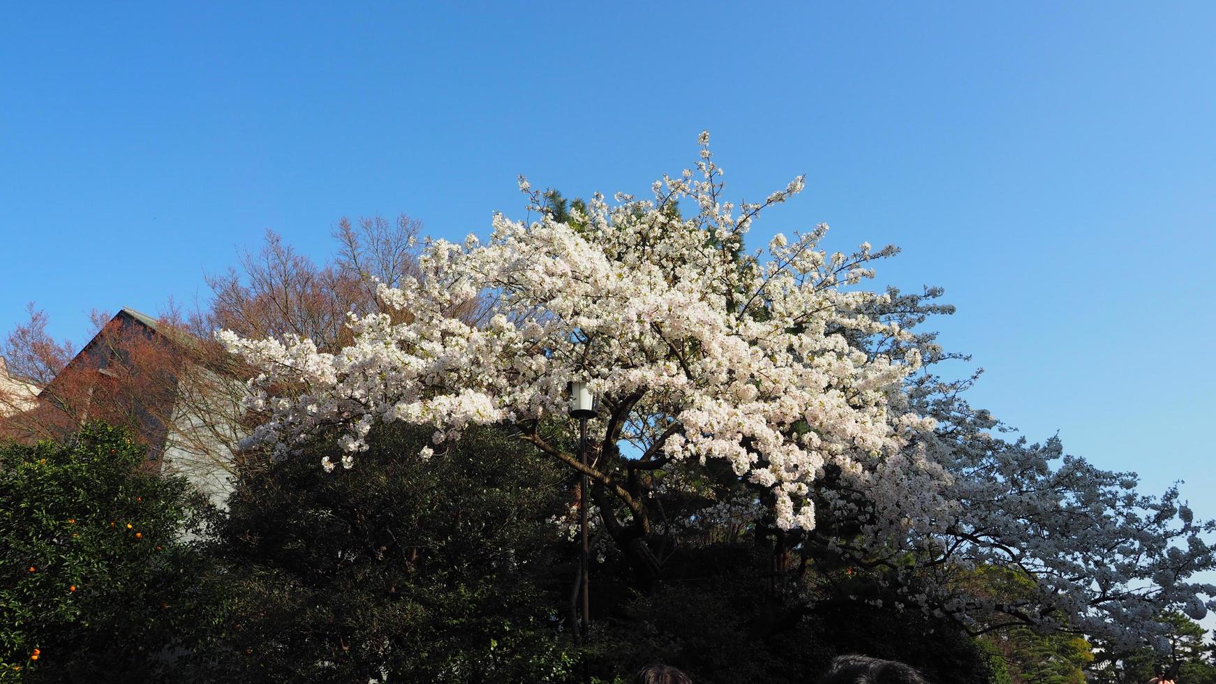 witte kersenbloesem. sakurabomen in volle bloei in meguro ward tokyo japan foto