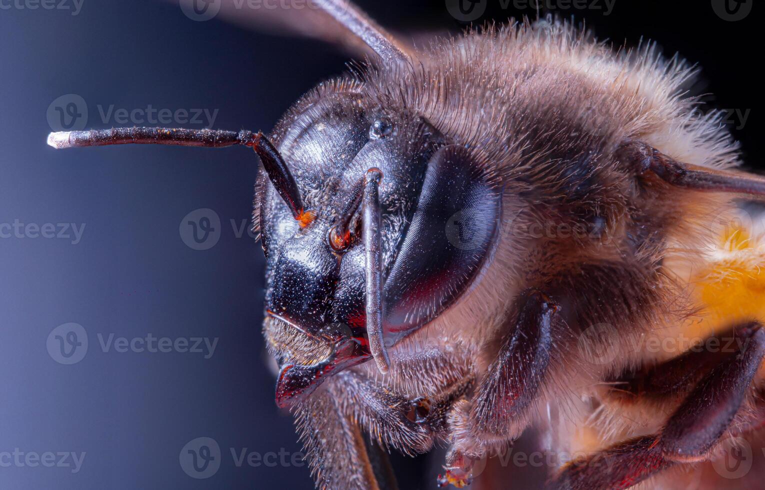 macro schot honing bij. detailopname van gezicht pluizig hoofd van insect, vliegend insect bij macro lens, detailopname van gezicht pluizig hoofd van bij, vliegend insect. api's mellifera bij foto