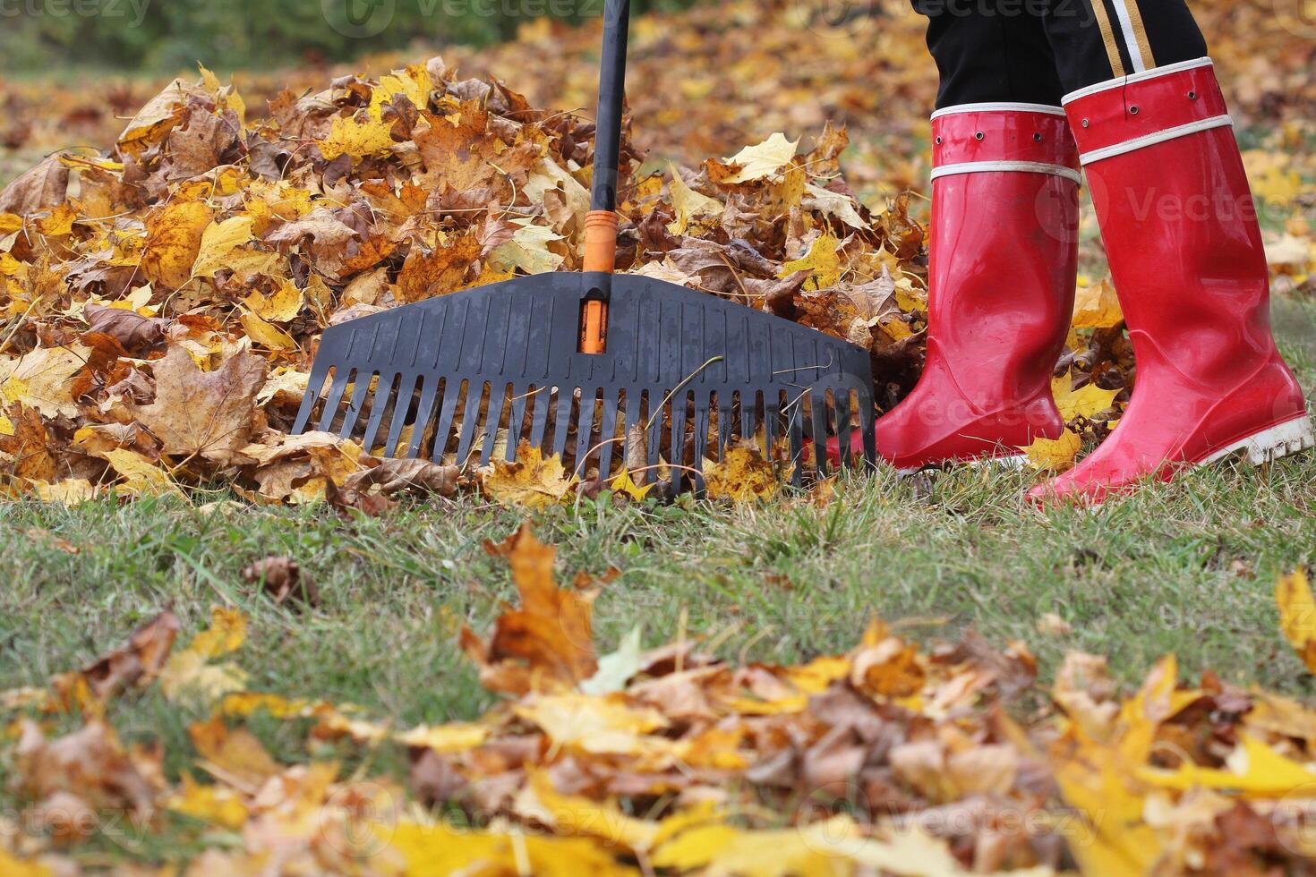 vrouw schoonmaak omhoog gedaald bladeren met hark, buitenshuis. herfst werk foto