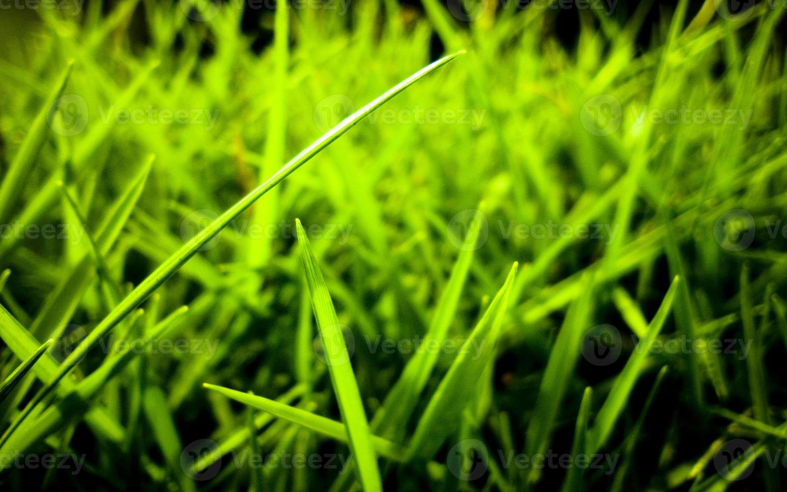 groen gras close-up weergave achtergrond foto