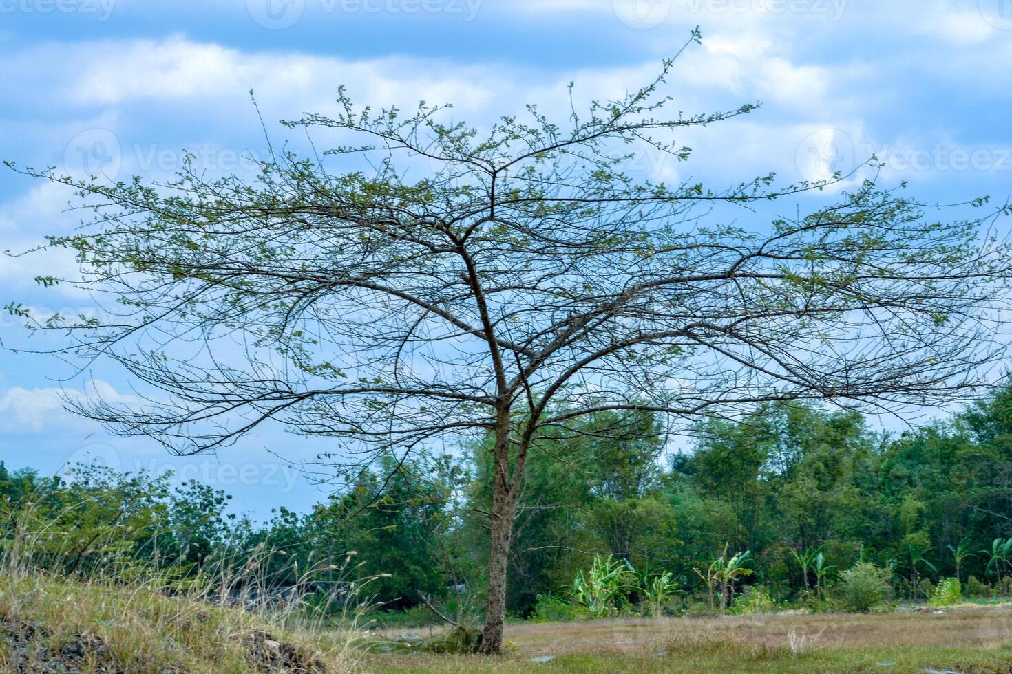 een boom dat groeit in een toerist Oppervlakte foto