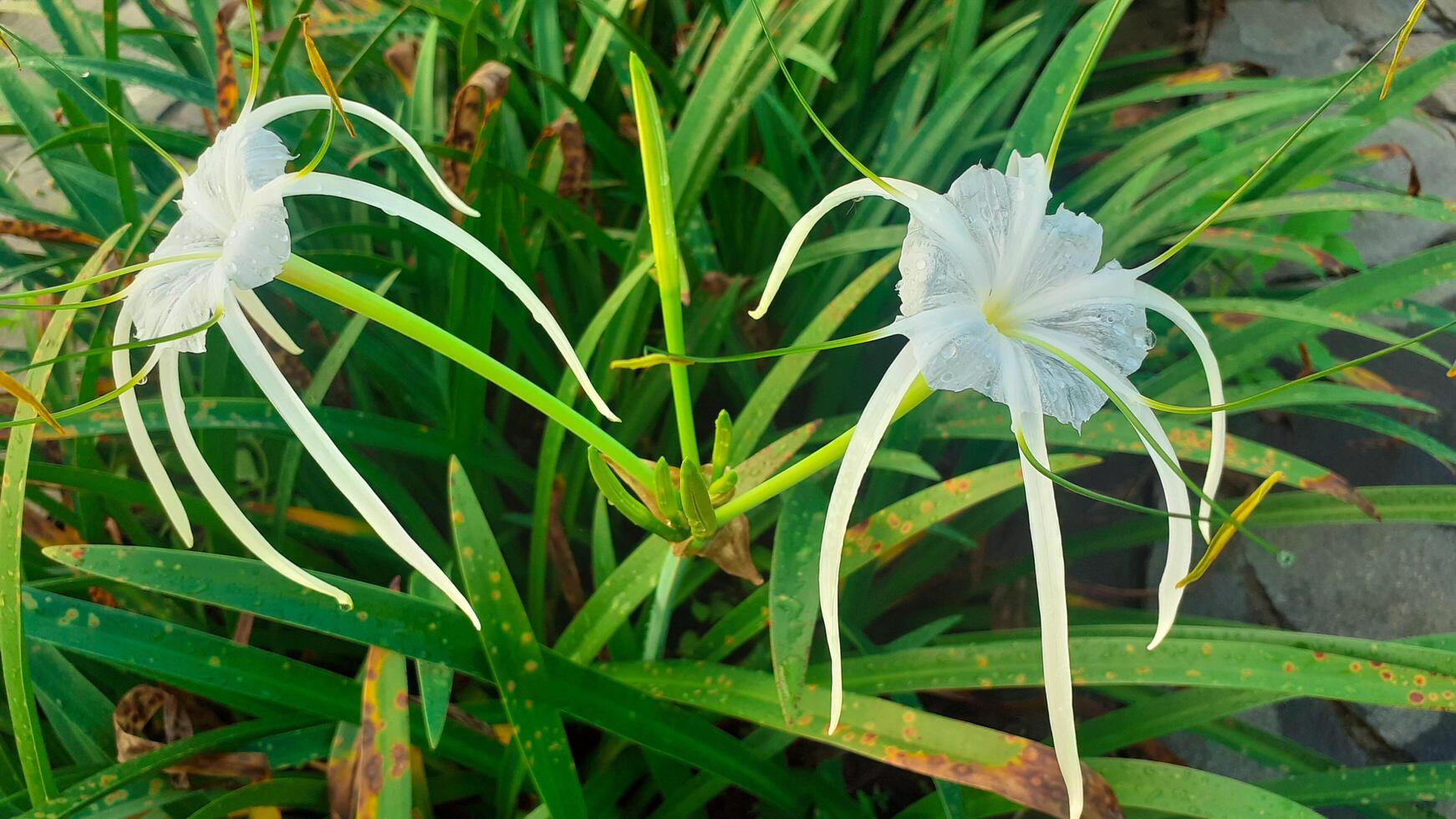 dichtbij omhoog van wit spin orchidee, wit bloemen foto