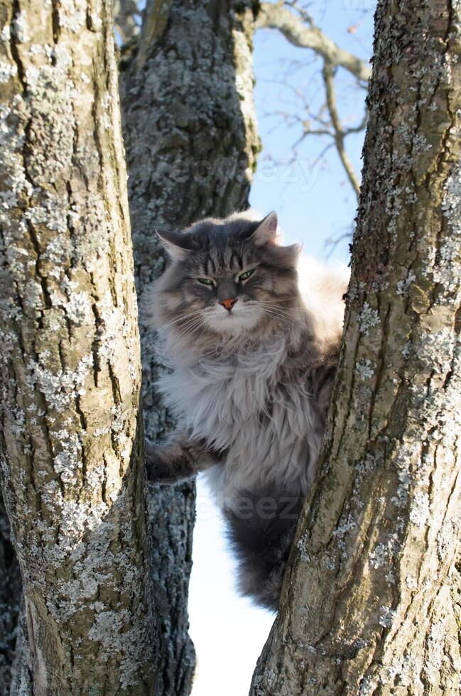 portret van een duivel kat zittend Aan een boom. pluizig Siberisch kat met groen ogen op zoek naar beneden boos. foto