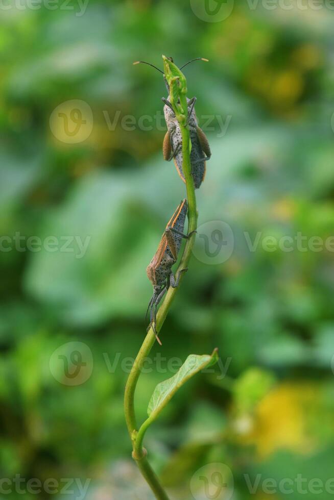 twee pentatomomorpha wandelen Aan mooi bladeren in de achtertuin foto