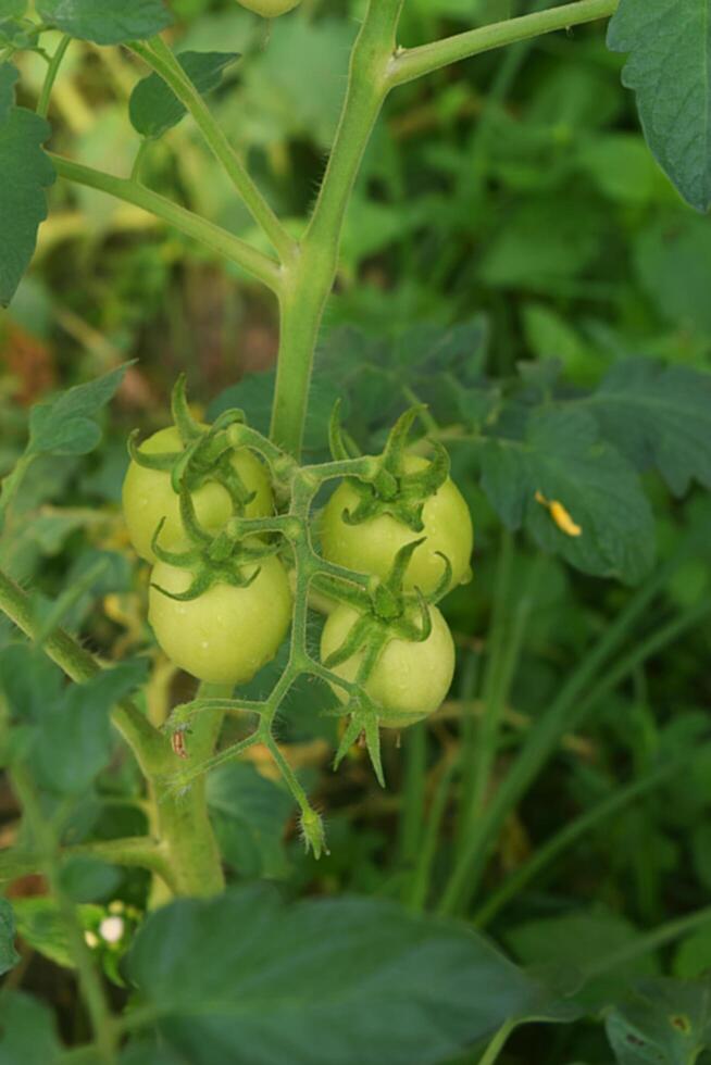 jong tomaten groeit in een mooi tuin foto