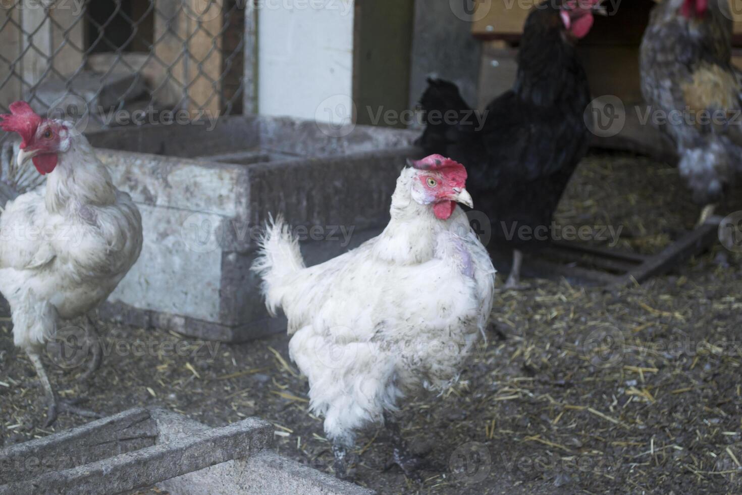 de vogelstand boerderij. foto