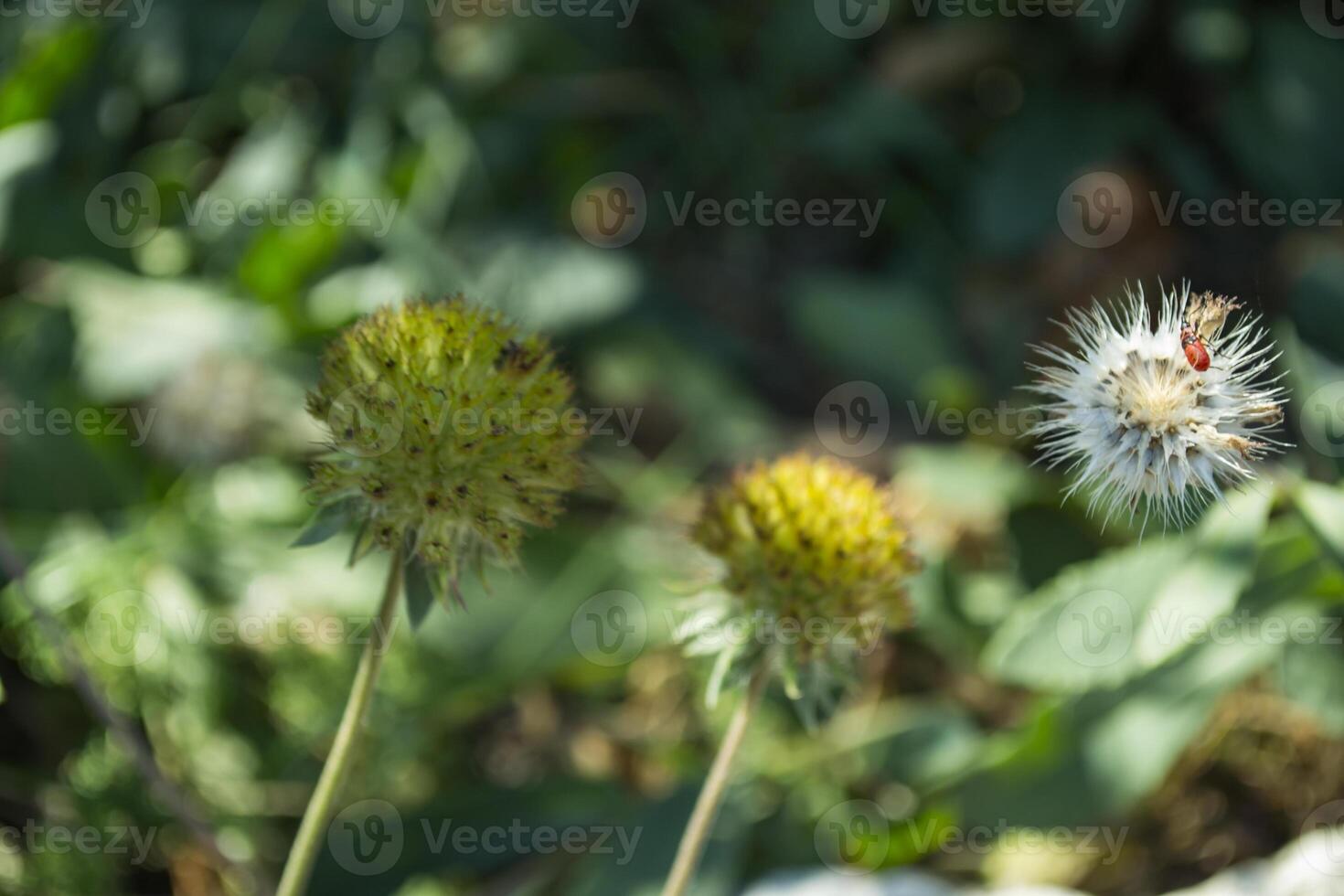 wild bloemen achtergrond foto