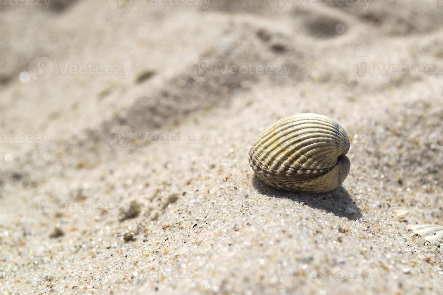 mooi zeeschelp Aan de zand van de strand. weekdier schelp. dichtbij omhoog. foto